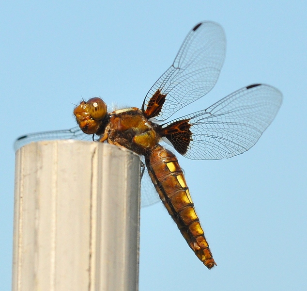 Libellula depressa